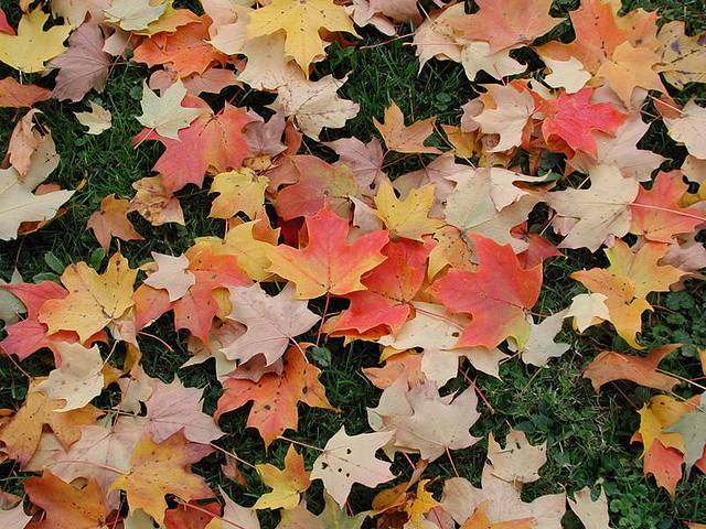 fall leaves cleanup in wayne nj